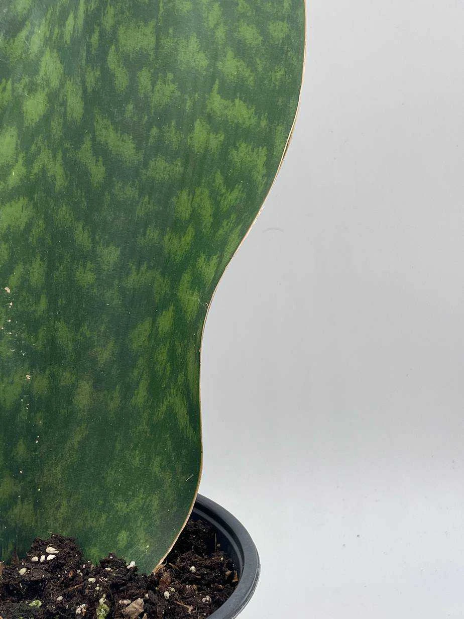 Sansevieria Masoniana, Huge Over 1 Foot Long Whale Fin Snake Plant 6" Pot, Mason's Congo, Shark Fin Snakeplant, Giant Dracaena 9 Sansevieria Masoniana, Huge Over 1 Foot Long Whale Fin Snake Plant 6" Pot, Mason's Congo, Shark Fin Snakeplant, Giant Dracaena - Image 7