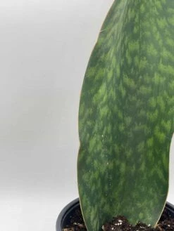Sansevieria Masoniana, Huge Over 1 Foot Long Whale Fin Snake Plant 6" Pot, Mason's Congo, Shark Fin Snakeplant, Giant Dracaena 15 Sansevieria Masoniana, Huge Over 1 Foot Long Whale Fin Snake Plant 6" Pot, Mason's Congo, Shark Fin Snakeplant, Giant Dracaena -Cheap Plantly Store il fullxfull.3689928107 4rn4