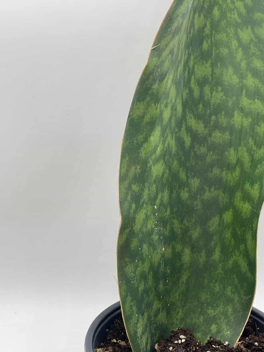 Sansevieria Masoniana, Huge Over 1 Foot Long Whale Fin Snake Plant 6" Pot, Mason's Congo, Shark Fin Snakeplant, Giant Dracaena 8 Sansevieria Masoniana, Huge Over 1 Foot Long Whale Fin Snake Plant 6" Pot, Mason's Congo, Shark Fin Snakeplant, Giant Dracaena - Image 6