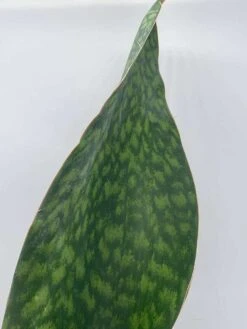 Sansevieria Masoniana, Huge Over 1 Foot Long Whale Fin Snake Plant 6" Pot, Mason's Congo, Shark Fin Snakeplant, Giant Dracaena 13 Sansevieria Masoniana, Huge Over 1 Foot Long Whale Fin Snake Plant 6" Pot, Mason's Congo, Shark Fin Snakeplant, Giant Dracaena -Cheap Plantly Store il fullxfull.3689928119 2o4w