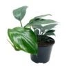 Dragon Tail Plant, 6 Inch Pot, Rhaphidophora Decursiva, Very Full! -Cheap Plantly Store il fullxfull.3695226059 16t8