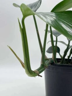 Dragon Tail Plant, 6 Inch Pot, Rhaphidophora Decursiva, Very Full! -Cheap Plantly Store il fullxfull.3695226441 6s5b