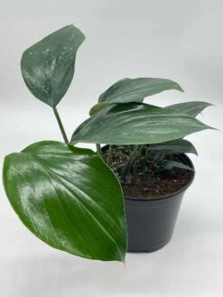 Dragon Tail Plant, 6 Inch Pot, Rhaphidophora Decursiva, Very Full! -Cheap Plantly Store il fullxfull.3695226493 aqp0