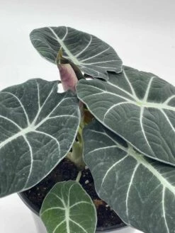 Alocasia Black Velvet In 6 Inch Pot, Very Full, Huge Plant 17 Alocasia Black Velvet In 6 Inch Pot, Very Full, Huge Plant -Cheap Plantly Store il fullxfull.3695230039 47ct