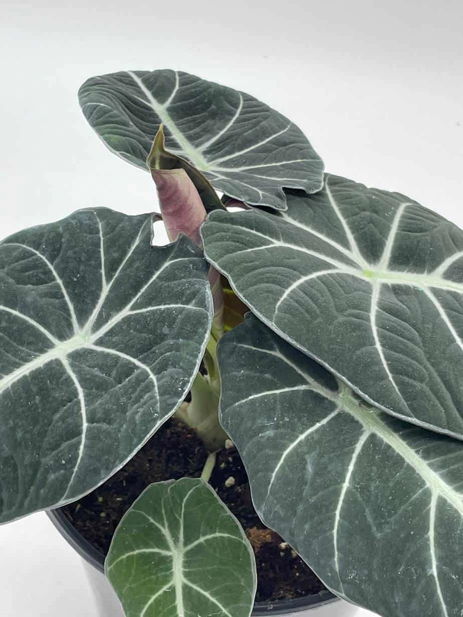 Alocasia Black Velvet In 6 Inch Pot, Very Full, Huge Plant 9 Alocasia Black Velvet In 6 Inch Pot, Very Full, Huge Plant - Image 7