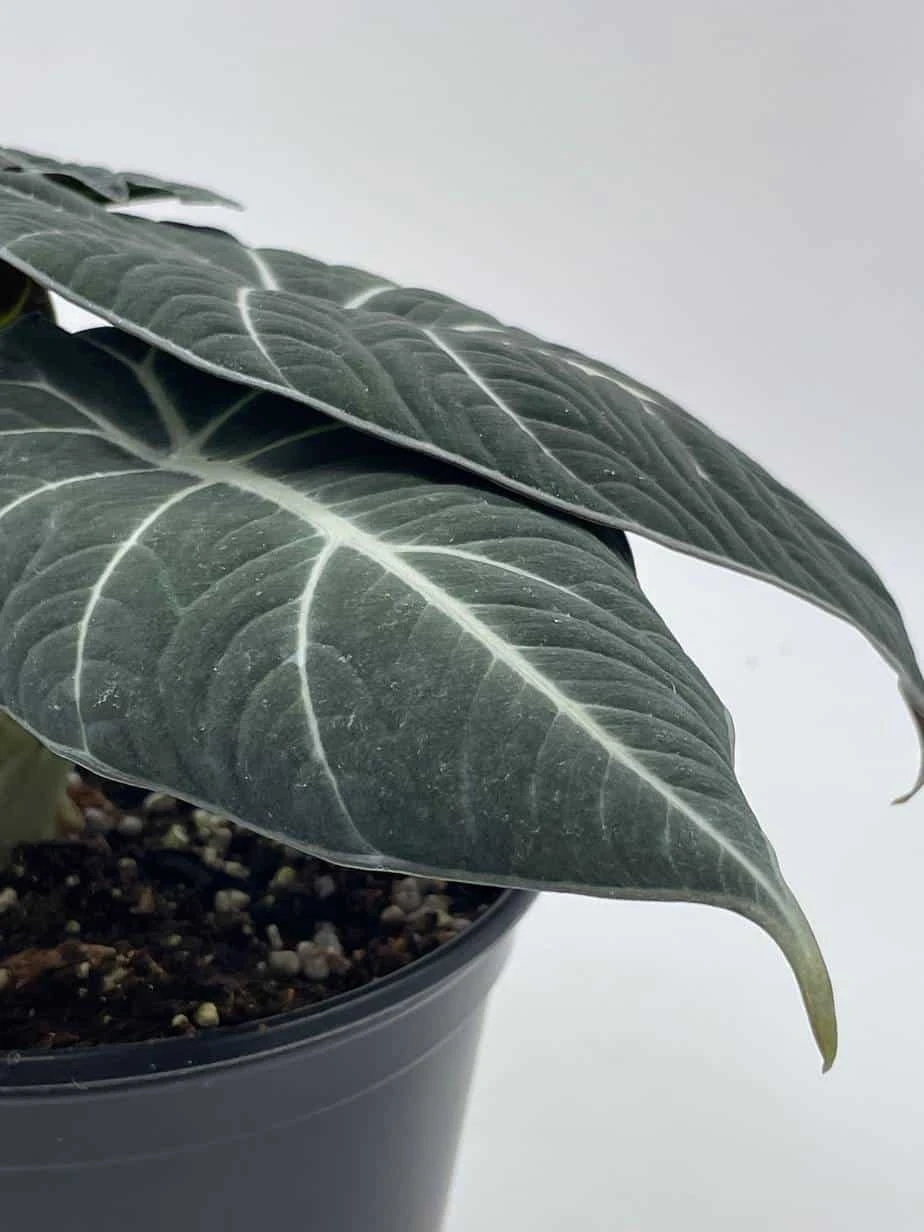 Alocasia Black Velvet In 6 Inch Pot, Very Full, Huge Plant 11 Alocasia Black Velvet In 6 Inch Pot, Very Full, Huge Plant - Image 9