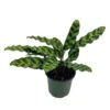 Calathea Lancifolia, Rattlesnake, Prayer Plant, Rattle Snake , 4 Inch Pot -Cheap Plantly Store il fullxfull.3695237293 kvnv