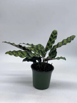 Calathea Lancifolia, Rattlesnake, Prayer Plant, Rattle Snake , 4 Inch Pot -Cheap Plantly Store il fullxfull.3695238335 6iqe