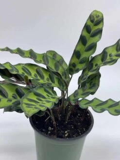 Calathea Lancifolia, Rattlesnake, Prayer Plant, Rattle Snake , 4 Inch Pot -Cheap Plantly Store il fullxfull.3695238341 hqlx