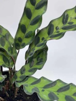 Calathea Lancifolia, Rattlesnake, Prayer Plant, Rattle Snake , 4 Inch Pot -Cheap Plantly Store il fullxfull.3695238433 m882