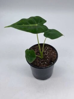 Green Velvet, Alocasia Frydek, Micholitziana, 4 Inch, Live Rooted Potted Rare Succulent House Plant -Cheap Plantly Store il fullxfull.3695240143 ehhj