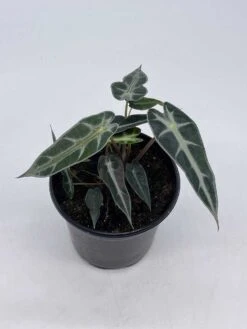 Alocasia Sanderiana, Kris Plant, Sander's Alocasia, In A 4 Inch Pot, Very Filled 12 Alocasia Sanderiana, Kris Plant, Sander's Alocasia, In A 4 Inch Pot, Very Filled -Cheap Plantly Store il fullxfull.3695254743 fahn