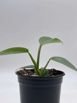 Philodendron Silver Sword, 4 Inch Pot, Philo Selloum, Erythrinum, Hastatum Spathiphyllum -Cheap Plantly Store il fullxfull.3695257155 fosv