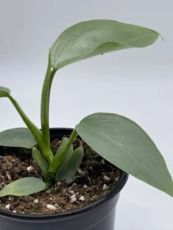 Philodendron Silver Sword, 4 Inch Pot, Philo Selloum, Erythrinum, Hastatum Spathiphyllum -Cheap Plantly Store il fullxfull.3695257163 jq0n