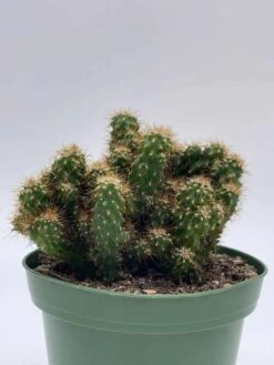 Peruvian Apple Cactus, Cereus Repandus, In 4 Inch Pot, Crested, Clumped Rare Cacti 14 Peruvian Apple Cactus, Cereus Repandus, In 4 Inch Pot, Crested, Clumped Rare Cacti -Cheap Plantly Store il fullxfull.3695261097 4v0n