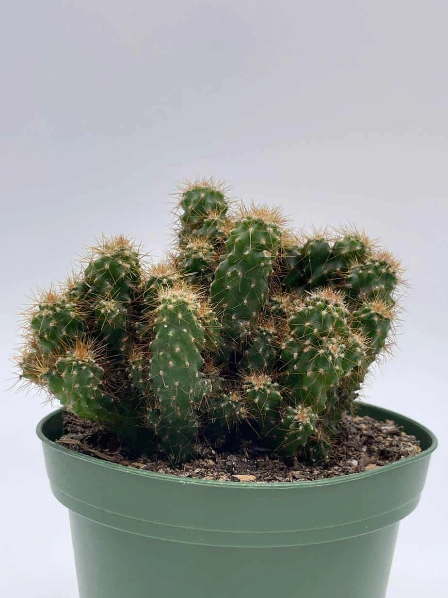 Peruvian Apple Cactus, Cereus Repandus, In 4 Inch Pot, Crested, Clumped Rare Cacti 7 Peruvian Apple Cactus, Cereus Repandus, In 4 Inch Pot, Crested, Clumped Rare Cacti - Image 5
