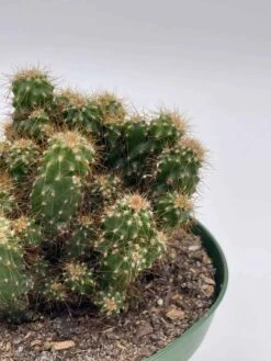 Peruvian Apple Cactus, Cereus Repandus, In 4 Inch Pot, Crested, Clumped Rare Cacti 12 Peruvian Apple Cactus, Cereus Repandus, In 4 Inch Pot, Crested, Clumped Rare Cacti -Cheap Plantly Store il fullxfull.3695261115 l0ms