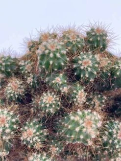 Peruvian Apple Cactus, Cereus Repandus, In 4 Inch Pot, Crested, Clumped Rare Cacti 17 Peruvian Apple Cactus, Cereus Repandus, In 4 Inch Pot, Crested, Clumped Rare Cacti -Cheap Plantly Store il fullxfull.3695261163 39ma