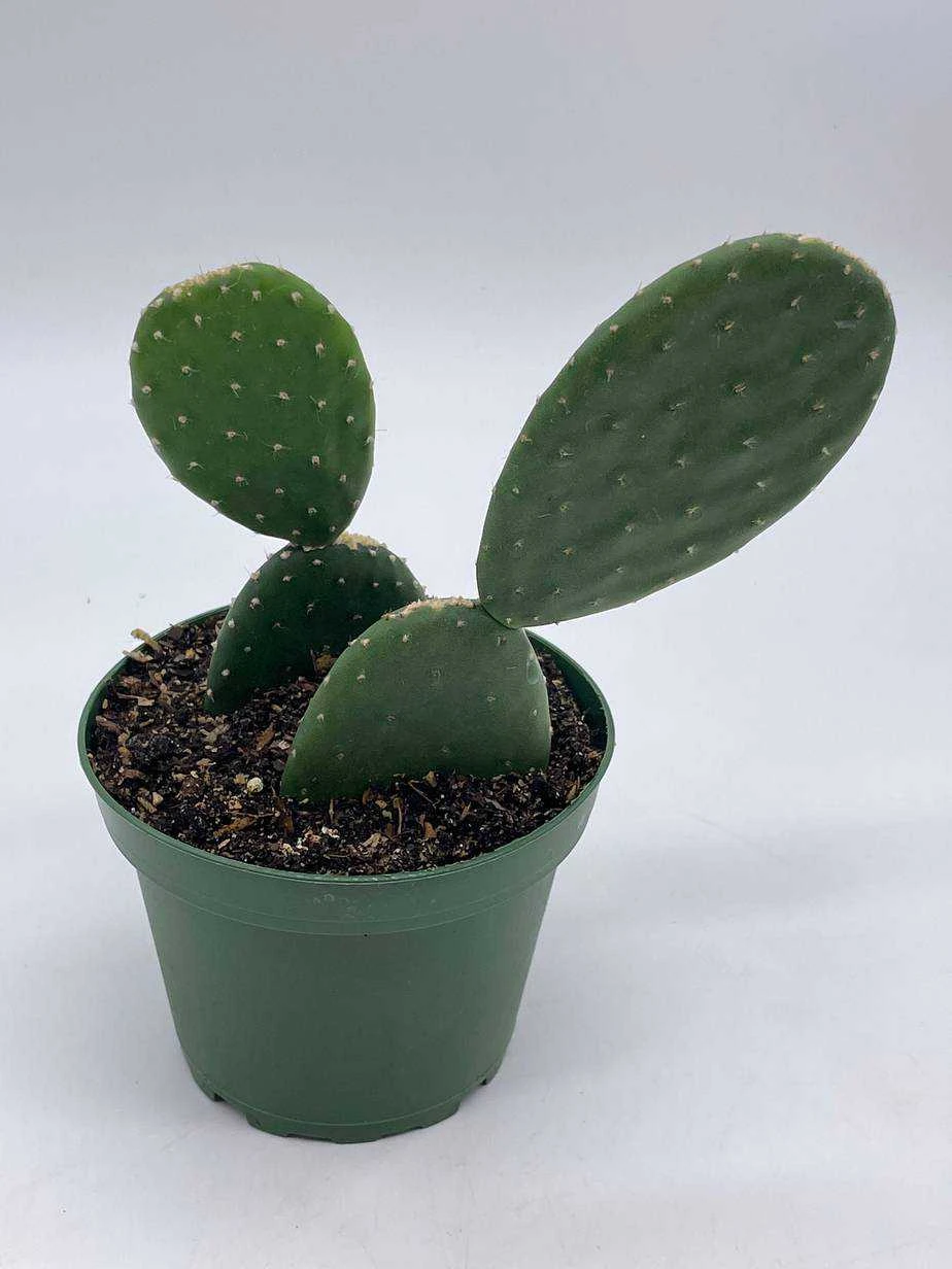 Opuntia Ficus-indica, Prickly Pear Cactus, Rare Cactus, 4 Inch Pot, Well Rooted 4 Opuntia Ficus-indica, Prickly Pear Cactus, Rare Cactus, 4 Inch Pot, Well Rooted - Image 2