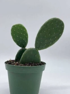 Opuntia Ficus-indica, Prickly Pear Cactus, Rare Cactus, 4 Inch Pot, Well Rooted 16 Opuntia Ficus-indica, Prickly Pear Cactus, Rare Cactus, 4 Inch Pot, Well Rooted -Cheap Plantly Store il fullxfull.3695263301 ssh0