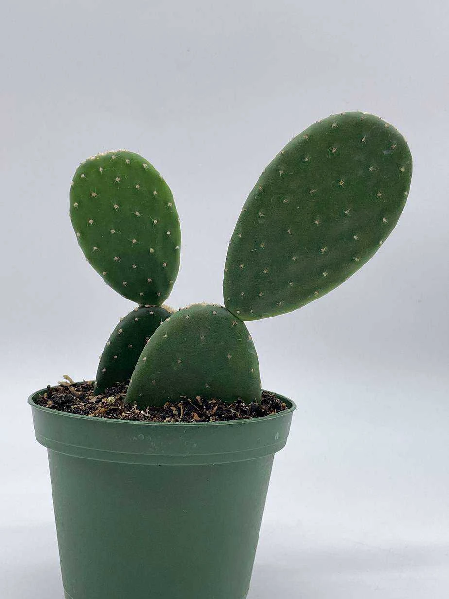 Opuntia Ficus-indica, Prickly Pear Cactus, Rare Cactus, 4 Inch Pot, Well Rooted 8 Opuntia Ficus-indica, Prickly Pear Cactus, Rare Cactus, 4 Inch Pot, Well Rooted - Image 6