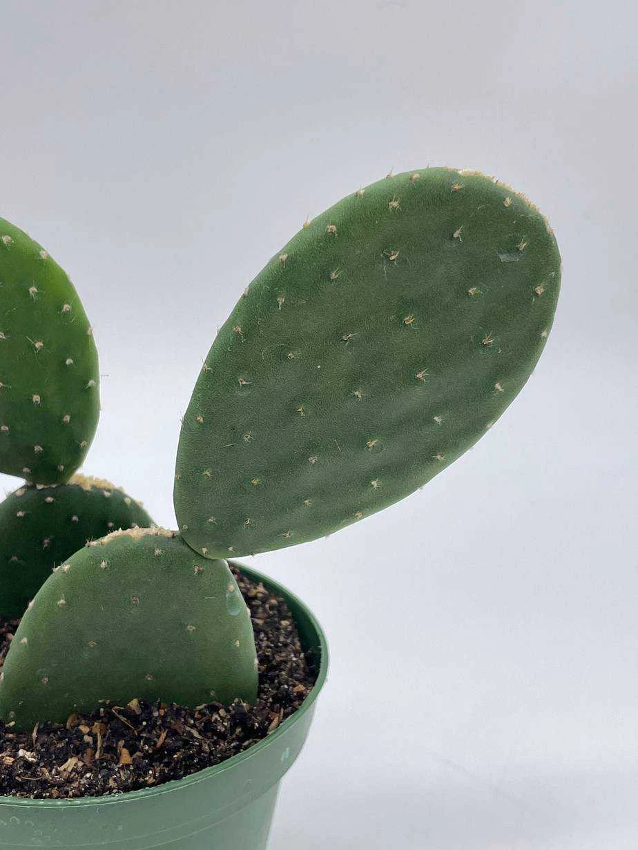 Opuntia Ficus-indica, Prickly Pear Cactus, Rare Cactus, 4 Inch Pot, Well Rooted 6 Opuntia Ficus-indica, Prickly Pear Cactus, Rare Cactus, 4 Inch Pot, Well Rooted - Image 4