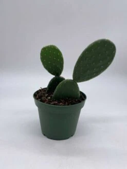 Opuntia Ficus-indica, Prickly Pear Cactus, Rare Cactus, 4 Inch Pot, Well Rooted 18 Opuntia Ficus-indica, Prickly Pear Cactus, Rare Cactus, 4 Inch Pot, Well Rooted -Cheap Plantly Store il fullxfull.3695263399 32un