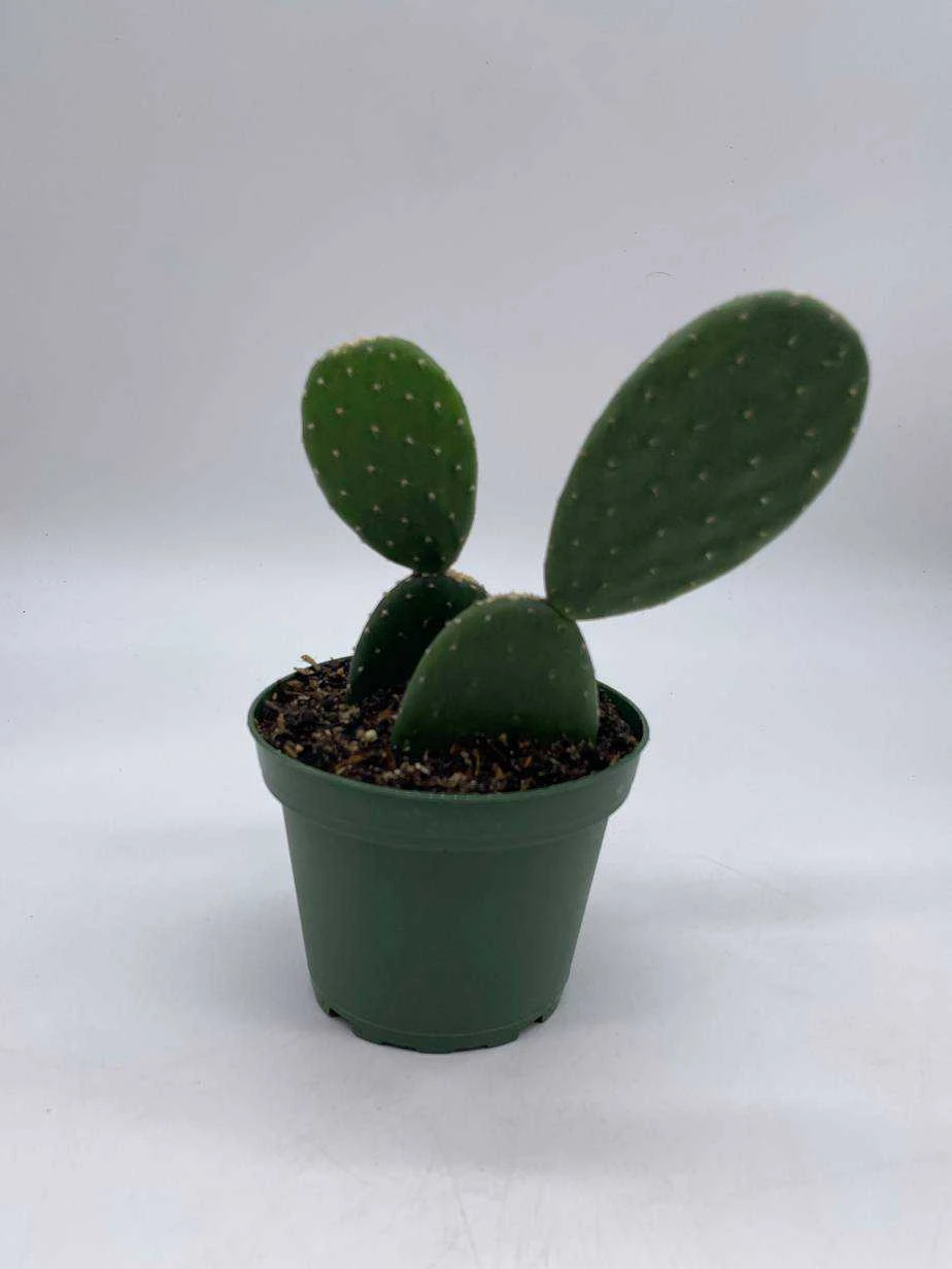 Opuntia Ficus-indica, Prickly Pear Cactus, Rare Cactus, 4 Inch Pot, Well Rooted 10 Opuntia Ficus-indica, Prickly Pear Cactus, Rare Cactus, 4 Inch Pot, Well Rooted - Image 8