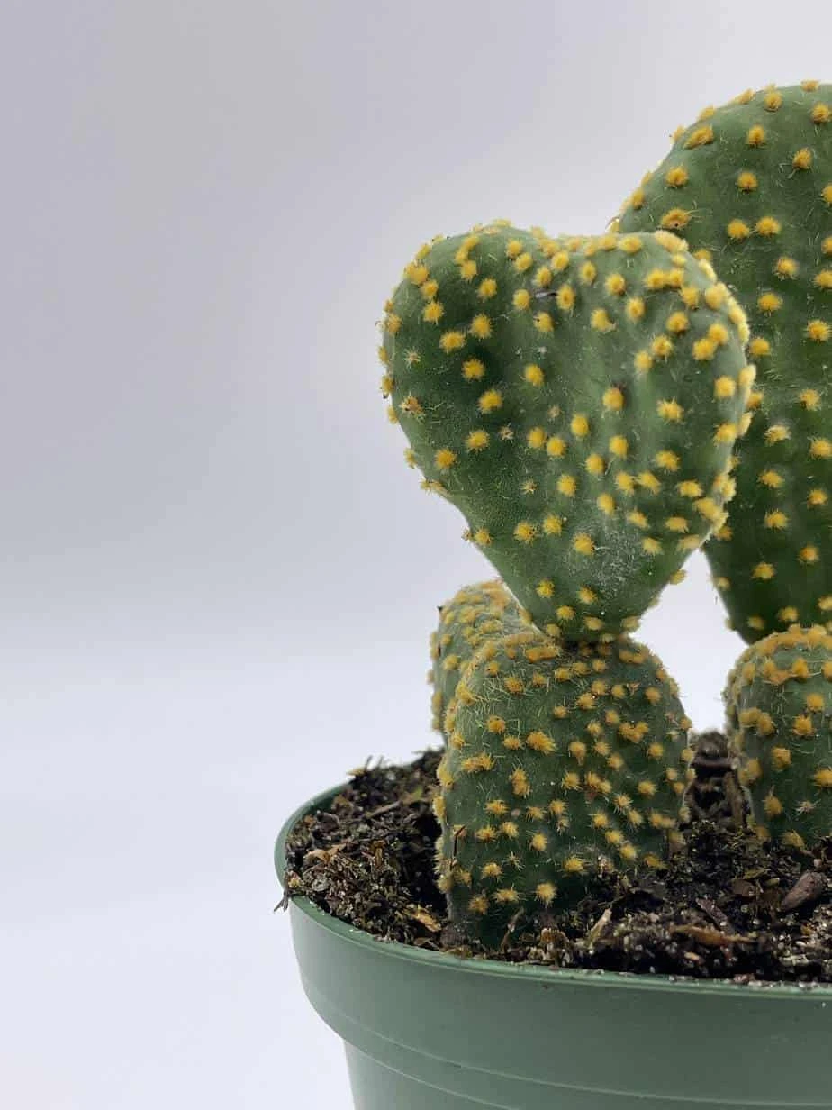 Crested Bunny Ears Prickly Pear, Opuntia Microdasys, In 4 Inch Pot, Clumped Rare Cacti 9 Crested Bunny Ears Prickly Pear, Opuntia Microdasys, In 4 Inch Pot, Clumped Rare Cacti - Image 7