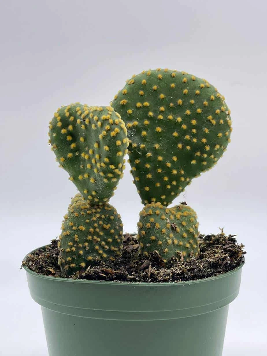 Crested Bunny Ears Prickly Pear, Opuntia Microdasys, In 4 Inch Pot, Clumped Rare Cacti 8 Crested Bunny Ears Prickly Pear, Opuntia Microdasys, In 4 Inch Pot, Clumped Rare Cacti - Image 6