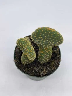 Crested Bunny Ears Prickly Pear, Opuntia Microdasys, In 4 Inch Pot, Clumped Rare Cacti 14 Crested Bunny Ears Prickly Pear, Opuntia Microdasys, In 4 Inch Pot, Clumped Rare Cacti -Cheap Plantly Store il fullxfull.3695269635 ak55