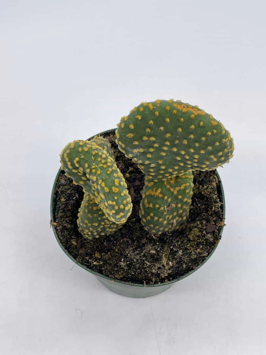 Crested Bunny Ears Prickly Pear, Opuntia Microdasys, In 4 Inch Pot, Clumped Rare Cacti 7 Crested Bunny Ears Prickly Pear, Opuntia Microdasys, In 4 Inch Pot, Clumped Rare Cacti - Image 5