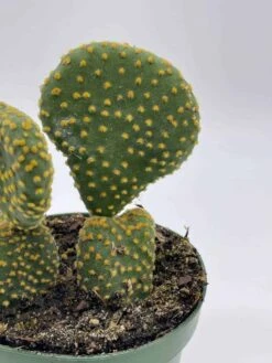 Crested Bunny Ears Prickly Pear, Opuntia Microdasys, In 4 Inch Pot, Clumped Rare Cacti 13 Crested Bunny Ears Prickly Pear, Opuntia Microdasys, In 4 Inch Pot, Clumped Rare Cacti -Cheap Plantly Store il fullxfull.3695269637 qmo5