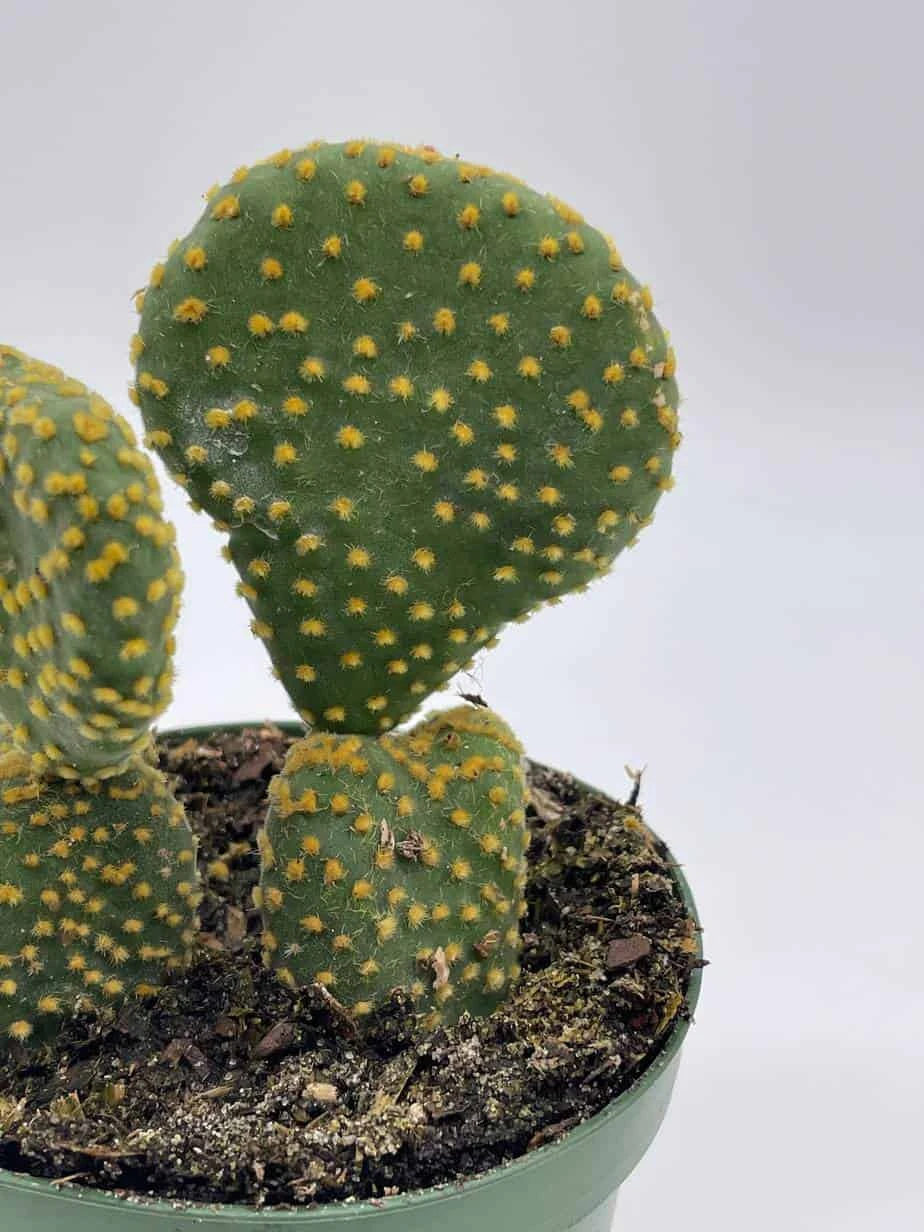 Crested Bunny Ears Prickly Pear, Opuntia Microdasys, In 4 Inch Pot, Clumped Rare Cacti 6 Crested Bunny Ears Prickly Pear, Opuntia Microdasys, In 4 Inch Pot, Clumped Rare Cacti - Image 4