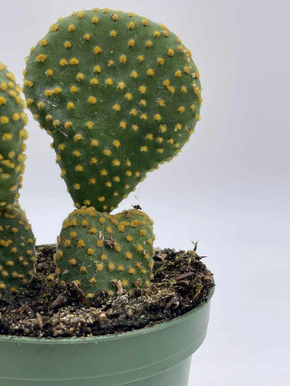 Crested Bunny Ears Prickly Pear, Opuntia Microdasys, In 4 Inch Pot, Clumped Rare Cacti 10 Crested Bunny Ears Prickly Pear, Opuntia Microdasys, In 4 Inch Pot, Clumped Rare Cacti - Image 8