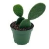 Opuntia Ficus-indica, Prickly Pear Cactus, Rare Cactus, 4 Inch Pot, Well Rooted -Cheap Plantly Store il fullxfull.3695270569 cqu6