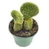 Crested Bunny Ears Prickly Pear, Opuntia Microdasys, In 4 Inch Pot, Clumped Rare Cacti 1 Crested Bunny Ears Prickly Pear, Opuntia Microdasys, In 4 Inch Pot, Clumped Rare Cacti -Cheap Plantly Store il fullxfull.3695270787 53xo