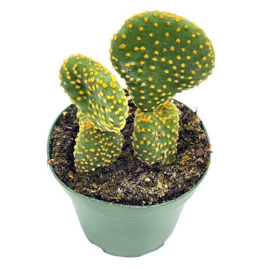 Crested Bunny Ears Prickly Pear, Opuntia Microdasys, In 4 Inch Pot, Clumped Rare Cacti 3 Crested Bunny Ears Prickly Pear, Opuntia Microdasys, In 4 Inch Pot, Clumped Rare Cacti