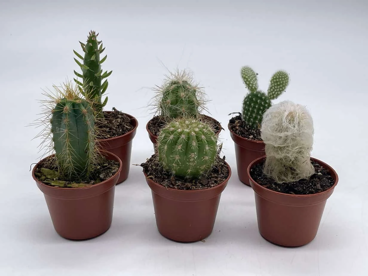 Mini Cacti Assortment, Tiny Cactus Set, Bunny Ears, Old Man, Pink Eves Pin Needle, Easter Lily, Barrel, 6 Different Cacti In 2 Inch Pots, 8 Mini Cacti Assortment, Tiny Cactus Set, Bunny Ears, Old Man, Pink Eves Pin Needle, Easter Lily, Barrel, 6 Different Cacti In 2 Inch Pots, - Image 6