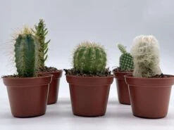 Mini Cacti Assortment, Tiny Cactus Set, Bunny Ears, Old Man, Pink Eves Pin Needle, Easter Lily, Barrel, 6 Different Cacti In 2 Inch Pots, 15 Mini Cacti Assortment, Tiny Cactus Set, Bunny Ears, Old Man, Pink Eves Pin Needle, Easter Lily, Barrel, 6 Different Cacti In 2 Inch Pots, -Cheap Plantly Store il fullxfull.3695328739 qj3u