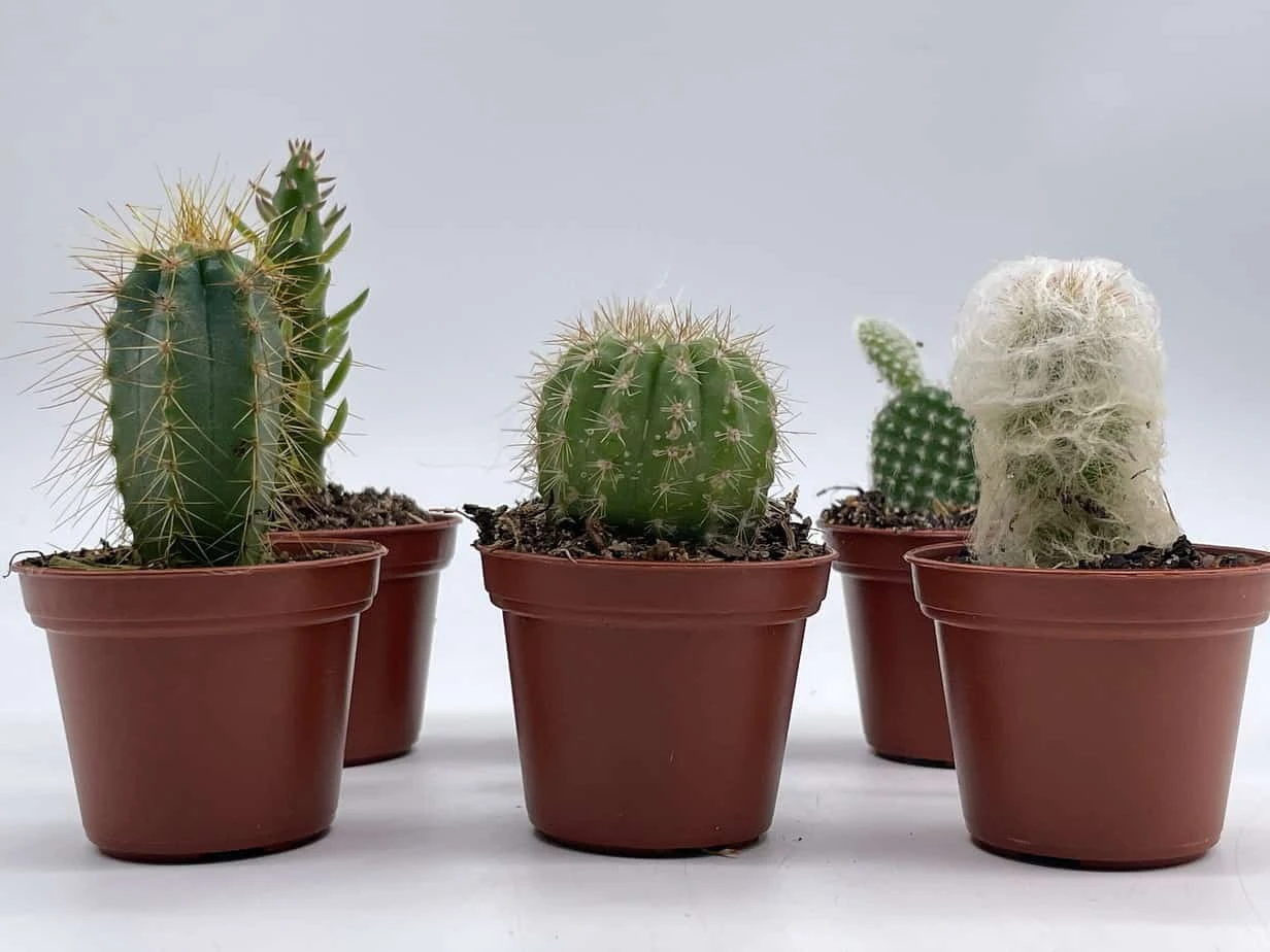 Mini Cacti Assortment, Tiny Cactus Set, Bunny Ears, Old Man, Pink Eves Pin Needle, Easter Lily, Barrel, 6 Different Cacti In 2 Inch Pots, 7 Mini Cacti Assortment, Tiny Cactus Set, Bunny Ears, Old Man, Pink Eves Pin Needle, Easter Lily, Barrel, 6 Different Cacti In 2 Inch Pots, - Image 5