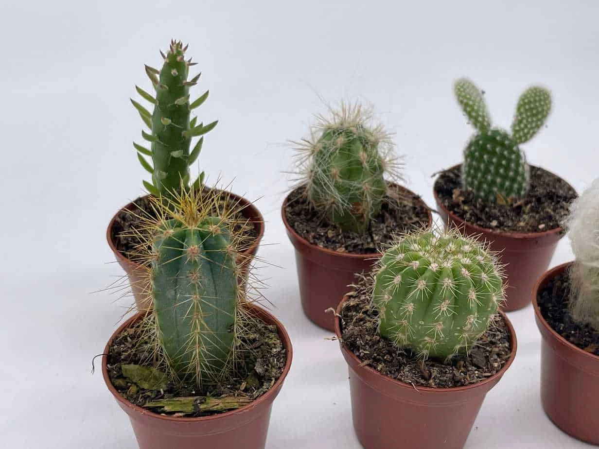 Mini Cacti Assortment, Tiny Cactus Set, Bunny Ears, Old Man, Pink Eves Pin Needle, Easter Lily, Barrel, 6 Different Cacti In 2 Inch Pots, 4 Mini Cacti Assortment, Tiny Cactus Set, Bunny Ears, Old Man, Pink Eves Pin Needle, Easter Lily, Barrel, 6 Different Cacti In 2 Inch Pots, - Image 2