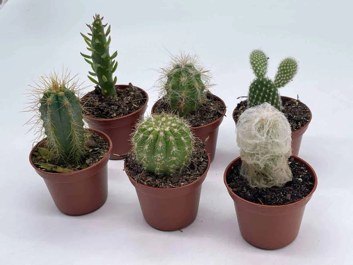 Mini Cacti Assortment, Tiny Cactus Set, Bunny Ears, Old Man, Pink Eves Pin Needle, Easter Lily, Barrel, 6 Different Cacti In 2 Inch Pots, 5 Mini Cacti Assortment, Tiny Cactus Set, Bunny Ears, Old Man, Pink Eves Pin Needle, Easter Lily, Barrel, 6 Different Cacti In 2 Inch Pots, - Image 3