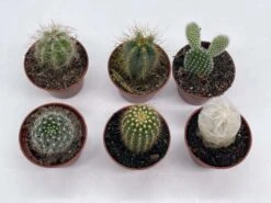 Mini Cacti Assortment, Tiny Cactus Set, Bunny Ears, Old Man, Pink Eves Pin Needle, Easter Lily, Barrel, 6 Different Cacti In 2 Inch Pots, 18 Mini Cacti Assortment, Tiny Cactus Set, Bunny Ears, Old Man, Pink Eves Pin Needle, Easter Lily, Barrel, 6 Different Cacti In 2 Inch Pots, -Cheap Plantly Store il fullxfull.3695328881 o9tx