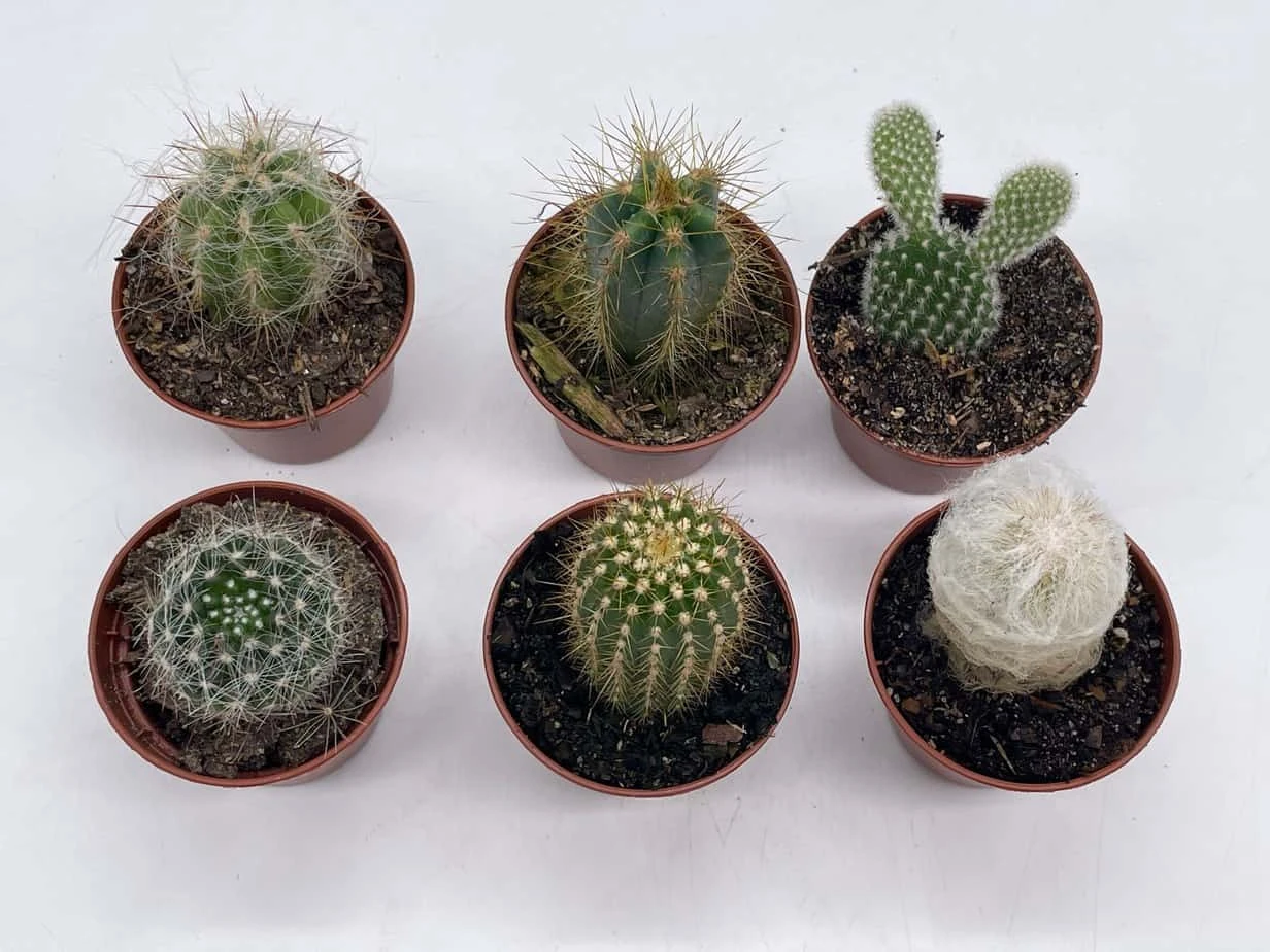 Mini Cacti Assortment, Tiny Cactus Set, Bunny Ears, Old Man, Pink Eves Pin Needle, Easter Lily, Barrel, 6 Different Cacti In 2 Inch Pots, 10 Mini Cacti Assortment, Tiny Cactus Set, Bunny Ears, Old Man, Pink Eves Pin Needle, Easter Lily, Barrel, 6 Different Cacti In 2 Inch Pots, - Image 8