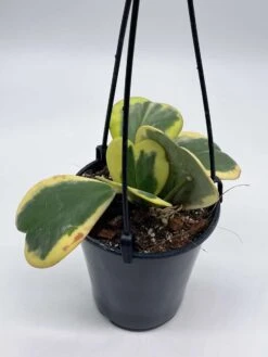 Variegated Hoya Kerrii Heart On The Vine Very Full, At Least 6 Hearts, SweetHeart Plant -Cheap Plantly Store il fullxfull.3695330989 5tgy