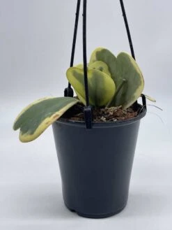 Variegated Hoya Kerrii Heart On The Vine Very Full, At Least 6 Hearts, SweetHeart Plant -Cheap Plantly Store il fullxfull.3695330997 3i2v