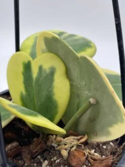 Variegated Hoya Kerrii Heart On The Vine Very Full, At Least 6 Hearts, SweetHeart Plant -Cheap Plantly Store il fullxfull.3695330999 8m53