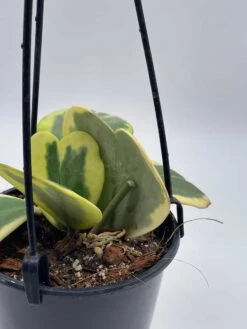 Variegated Hoya Kerrii Heart On The Vine Very Full, At Least 6 Hearts, SweetHeart Plant -Cheap Plantly Store il fullxfull.3695331001 qygs