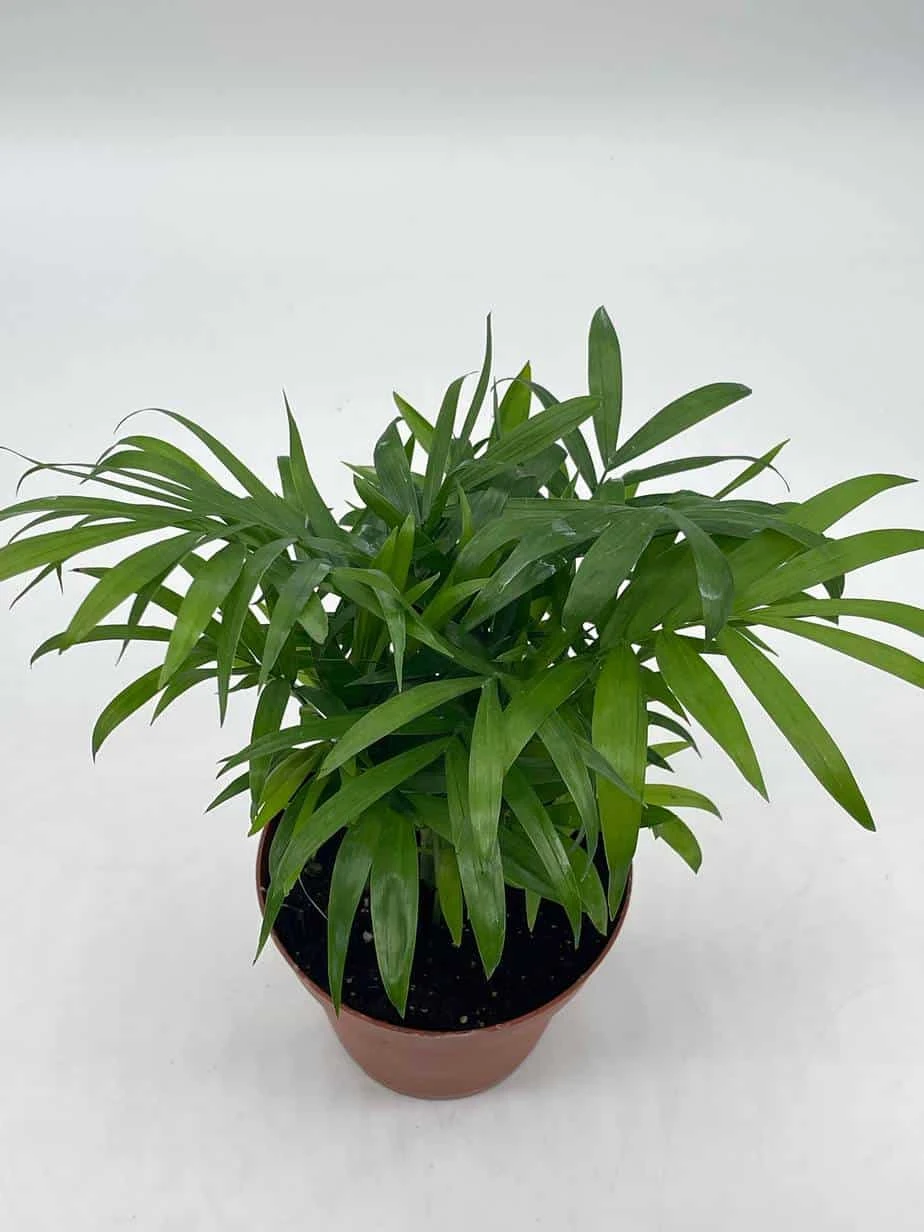 Bamboo Palm, Chamaedorea Parlor Palm, Clustered Reed Palm, Cane Palm In 4 Inch Pot 7 Bamboo Palm, Chamaedorea Parlor Palm, Clustered Reed Palm, Cane Palm In 4 Inch Pot - Image 5